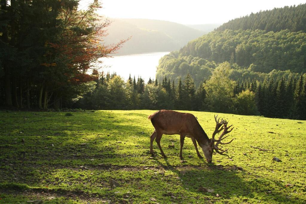 Moderne Ferienwohnung Im Herzen Des Nationalparks Hellenthal Kültér fotó
